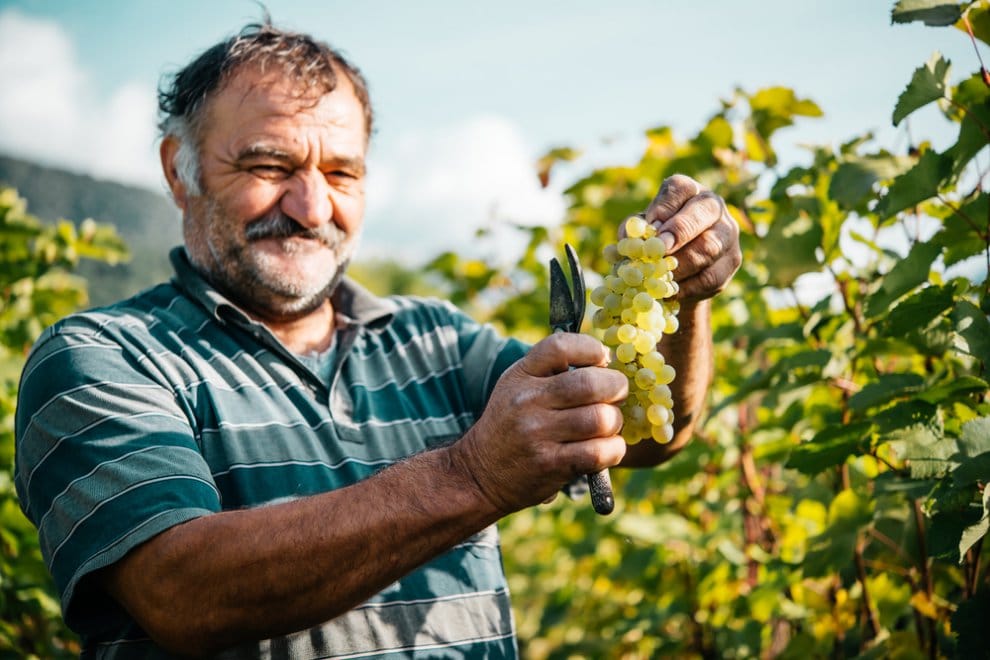 Gospodarz pokazujący grona winorośli w winnicy