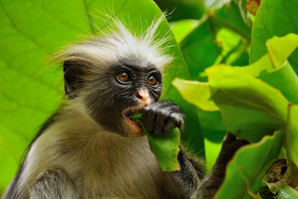 Małpa red colobus na Zanzibarze jedząca liść pośród zielonej roślinności.